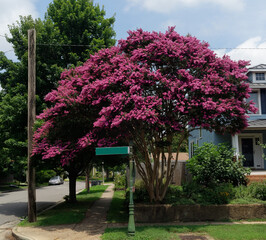 Summer crepe myrtle residential setting