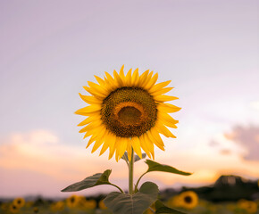 Vibrant Sunflower Against Sunset Sky