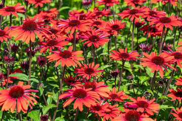 Vibrant red echinacea flowers in full bloom. Echinacea purpurea, the eastern purple coneflower