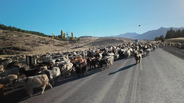 Herd of goats walking in the road during sunny autumn day. Transhumance or pastoralism, tradition in Patagonia Argentina. Neuquen, Argentina, April 6, 2025