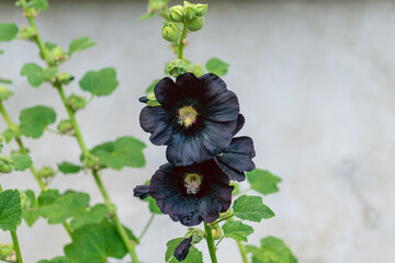 Beautiful black hollyhock flowers in bloom with green leaves. Alcea setosa, the bristly hollyhock