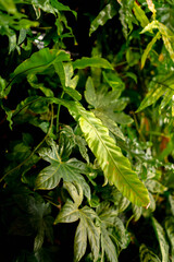 green leaves in the garden