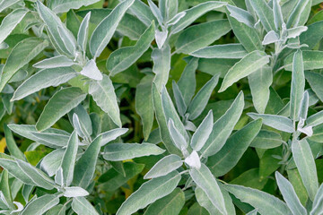 Lush green sage leaves with velvety texture in sunlit garden. Salvia officinalis, the common sage