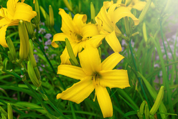 Bright yellow daylilies blooming in lush green garden setting. Hemerocallis middendorffii, Amur daylily