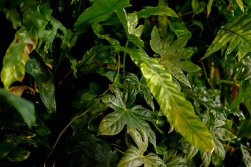 green leaves of a tree