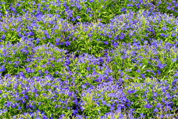 Vibrant purple lobelia flowers in full bloom covering lush greenery. Lobelia erinus, edging lobelia, garden lobelia
