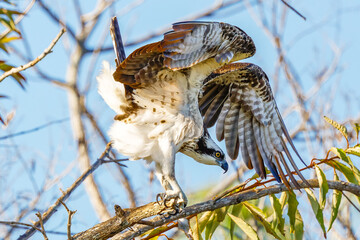 Osprey 