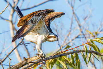 Osprey 