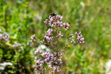 Bee on blooming oregano in lush green meadow