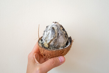 Hand holding moldy coconut half against white background