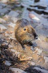 nutria in water