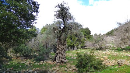 olive tree and green plants in the mountains of the north of israel