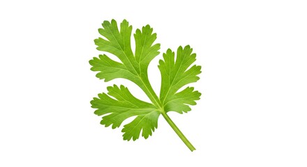 Fresh green coriander leaf isolated on white background close up detail
