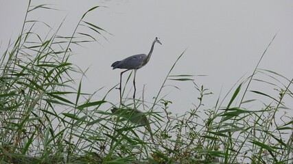 great blue heron ardea cinerea