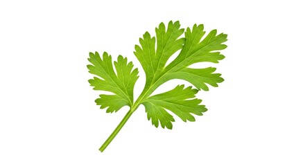 Fresh green coriander leaf with intricate lobed edges on white background