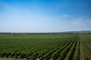 
wine vineyard on Dealu Mare.