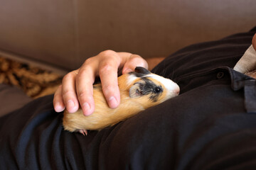 People take care of the guinea pig and play with it.