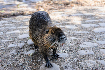 nutria animal in a river water
