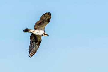 osprey in flight