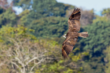 eagle in flight - Osprey 