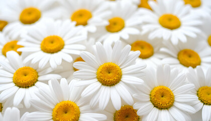 Daisies with white flowers, and floral background.