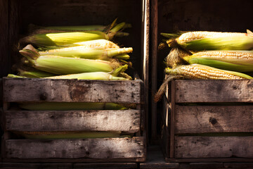 Fresh Corn in Wooden Crates