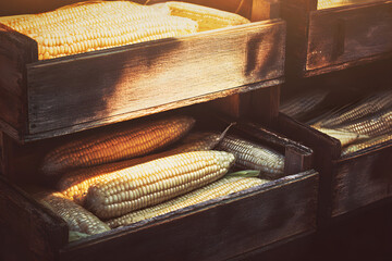 Fresh Corn Cobs in Wooden Crates
