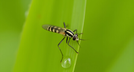 Banded Hoverfly on Green Leaf