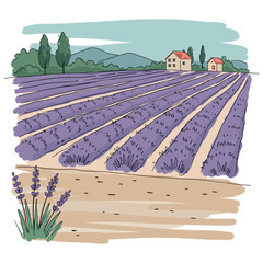 Lavender field landscape with houses in the background and a blue sky illustration