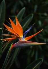 Obraz premium Vibrant orange strelitzia, a tropical bird of paradise flower, blooming beautifully in nature's garden
