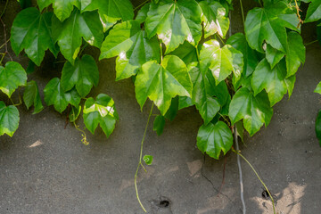 Abstract composition of a wall with lianas. green leaves on a old stone wall