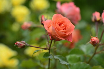 red rose in garden
