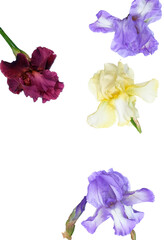 Colorful iris flowers on white background. Copy space