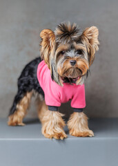 Yorkshire Terrier in Pink Hoodie on Studio Background