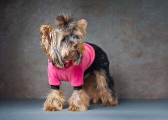Yorkshire Terrier in Pink Hoodie on Studio Background