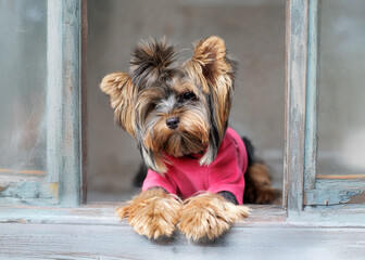 Yorkshire Terrier in Pink Hoodie on Studio Background