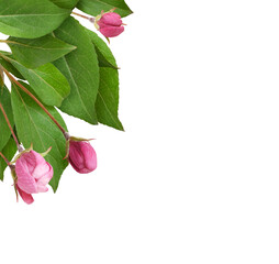 Closeup of pink buds and green leaves of Malus floribunda (profusely flowering apple) in a corner arrangement isolated on white or transparent background