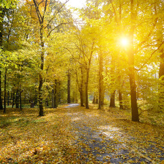 Autumn park with a path for walking in rays of the sun