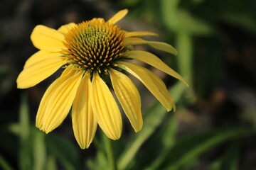  Yellow Coneflower Echinacea in Bloom with Soft Green Background, Close-Up Nature Photography