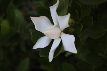 White Gardenia Flower in Full Bloom with Dark Green Leaves, Minimalist Nature Macro Photography