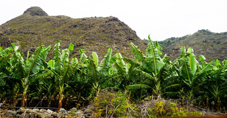 Rows of green banana trees on a volcanic rock background.Banana plantation. A typical agricultural...
