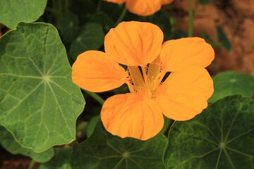 Bright Orange Nasturtium Flower (Tropaeolum majus) with Round Green Leaves in Natural Garden Light