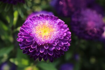 Obraz premium Close-up of Pink Flower in Warm Sunlight with Soft Blurred Background, Nature Macro Photography