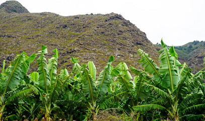 Rows of green banana trees on a volcanic rock background.Banana plantation. A typical agricultural landscape representing local fruit farming in Tenerife,Canary Islands,Spain. Selective focus.
