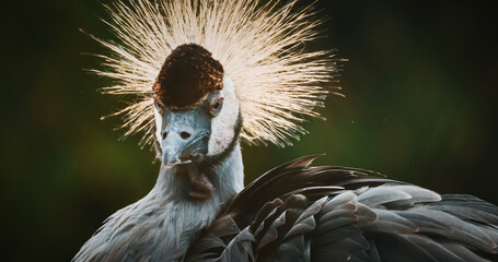 Crowned Crane with Unique Feathered Crest Display