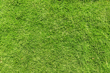 Green grass texture background, grass garden concept used for making green background football pitch, Grass Golf, green lawn pattern textured