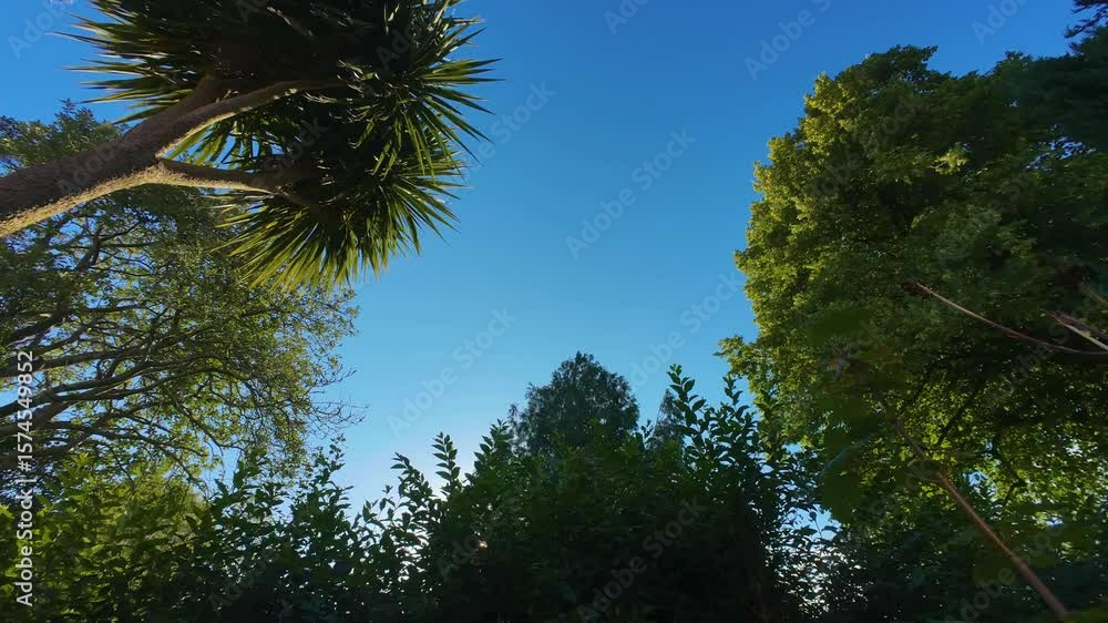 Aufkleber various trees blowing in wind during timelapse with bright blue sky sunny day with clouds fading as 