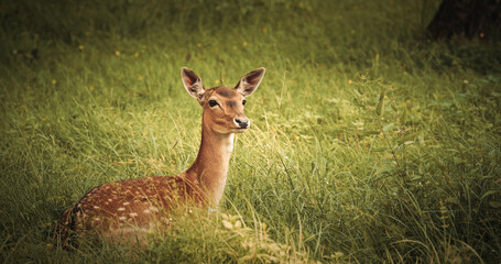 Graceful Deer Posing Elegantly Amidst Greenery
