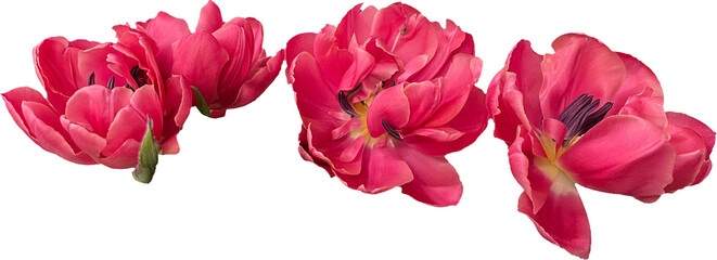 pink tulips isolated png