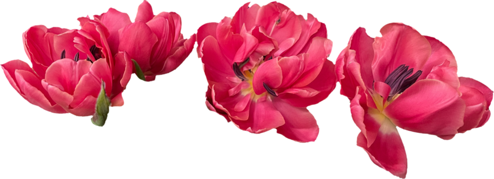 pink tulips isolated png